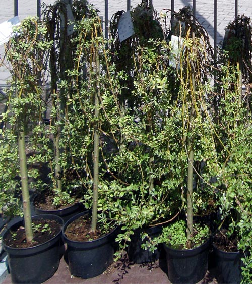 Salix purpurea